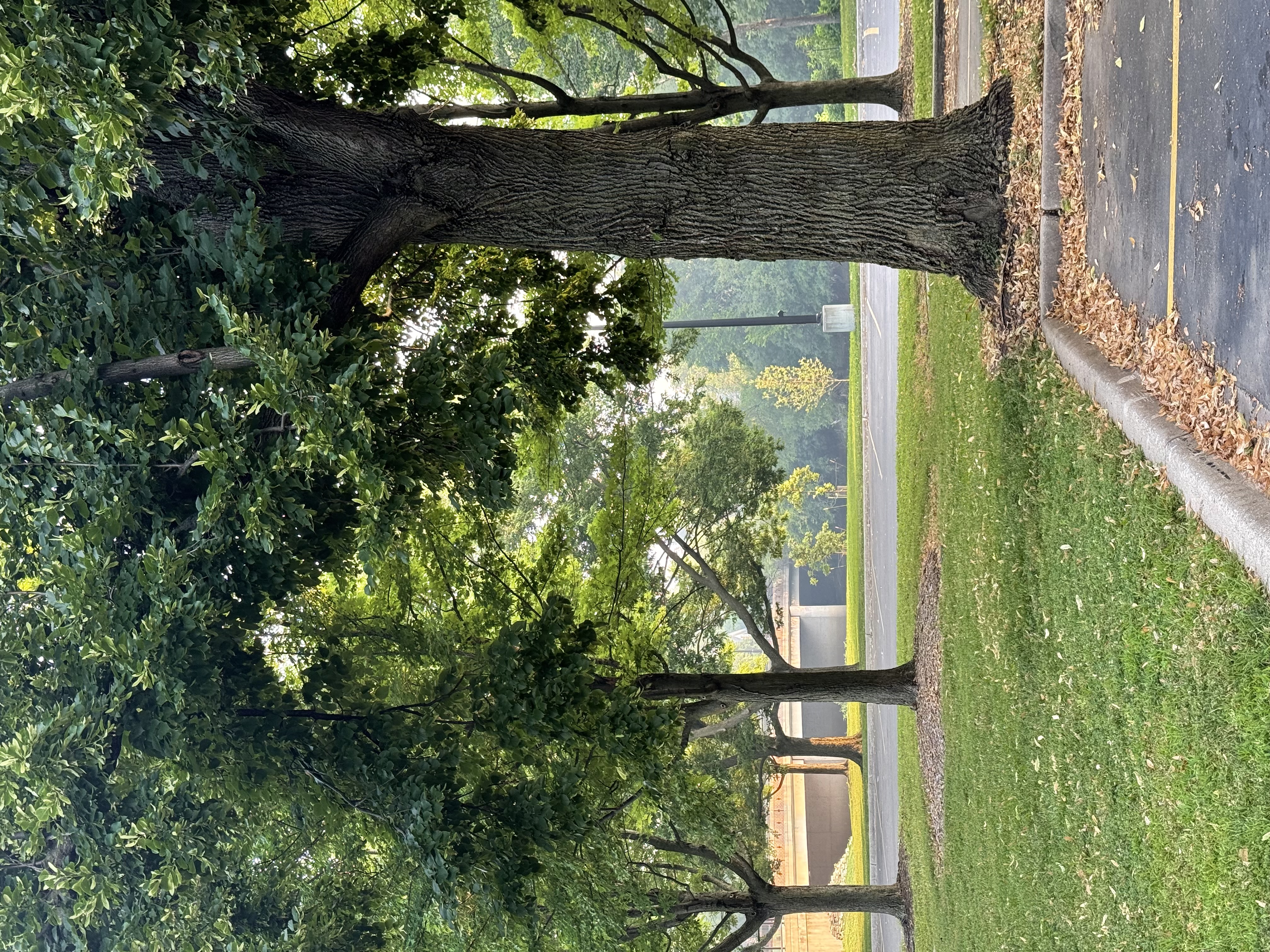 Run training