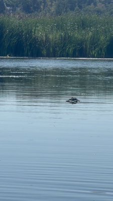Rowing media